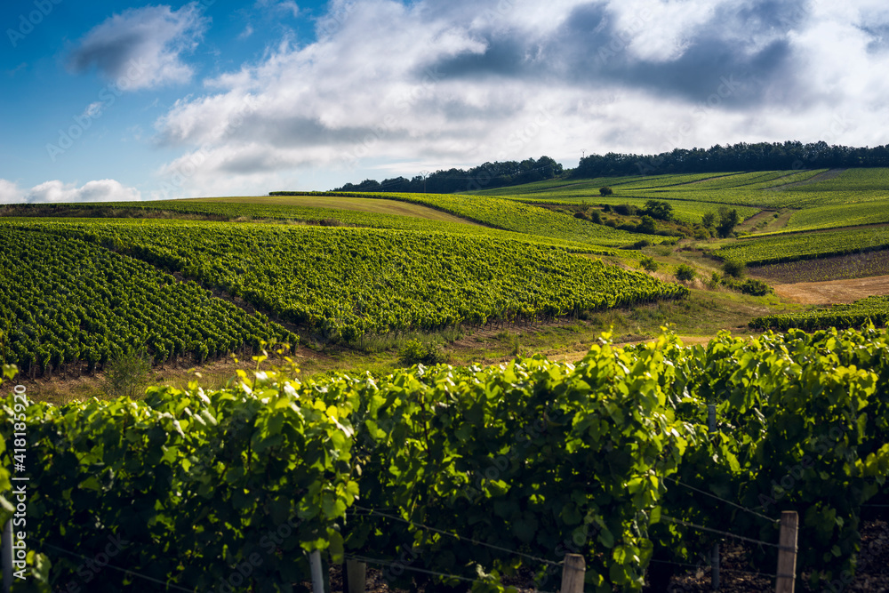 Paysage viticole du chablisien, lieu dit Vaucoupin, Bourgogne
