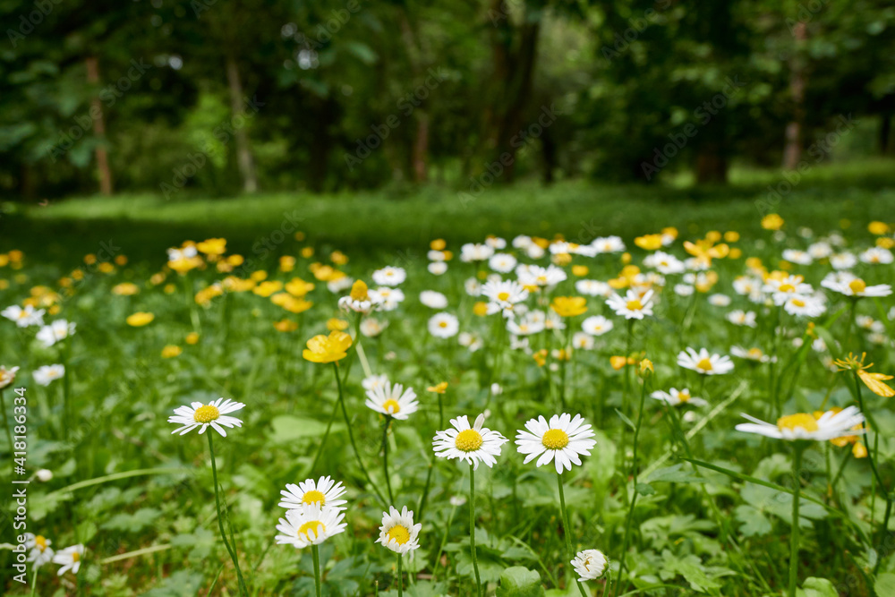 In spring, a joyful and colorful new life is awakened 