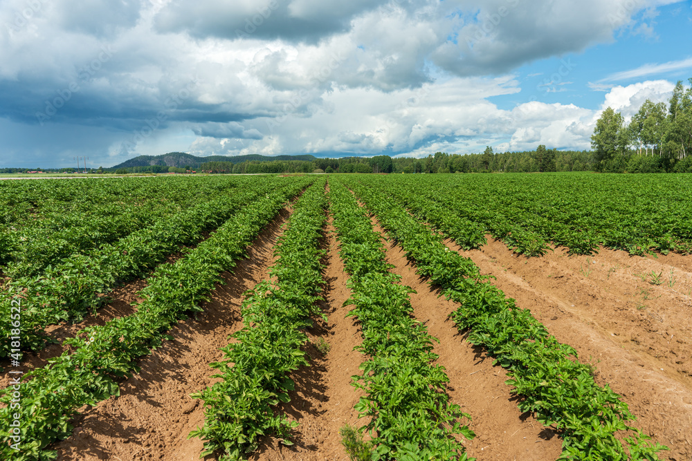 Large potato field with blooming plants in summer sunlight