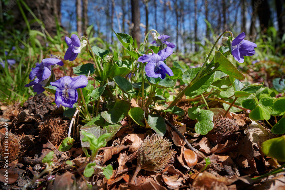 In spring, a joyful and colorful new life is awakened In spring, a joyful and colorful new life is awakened