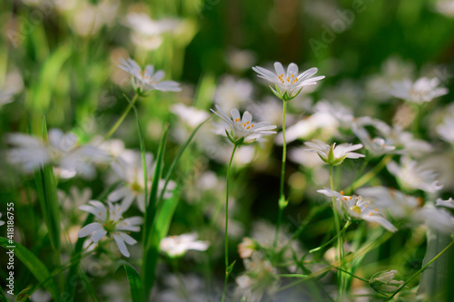 The garden comes to life in spring  fresh yellow and white flowers grow