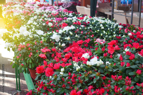 Fototapeta Naklejka Na Ścianę i Meble -  Azalea flowers sale. Large azalea varieties in the flower shop on the table.