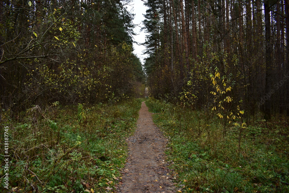 Fototapeta premium path in the woods