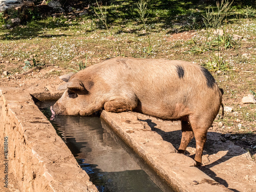 Un Maiale beve acqua Libero nella Natura Selvaggia in Sardegna. photo