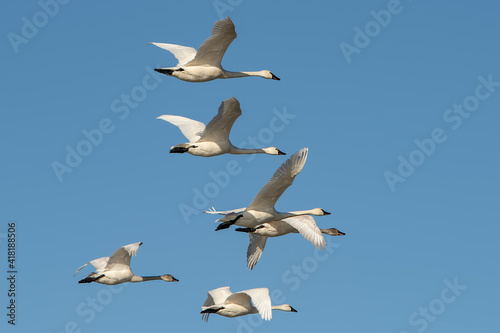 Tundra Swans take flight in late winter along the East Coast of the United States on their migration north.