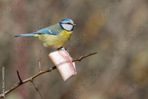 Blue tit in winter there is lard in the forest. Cyanistes caeruleus