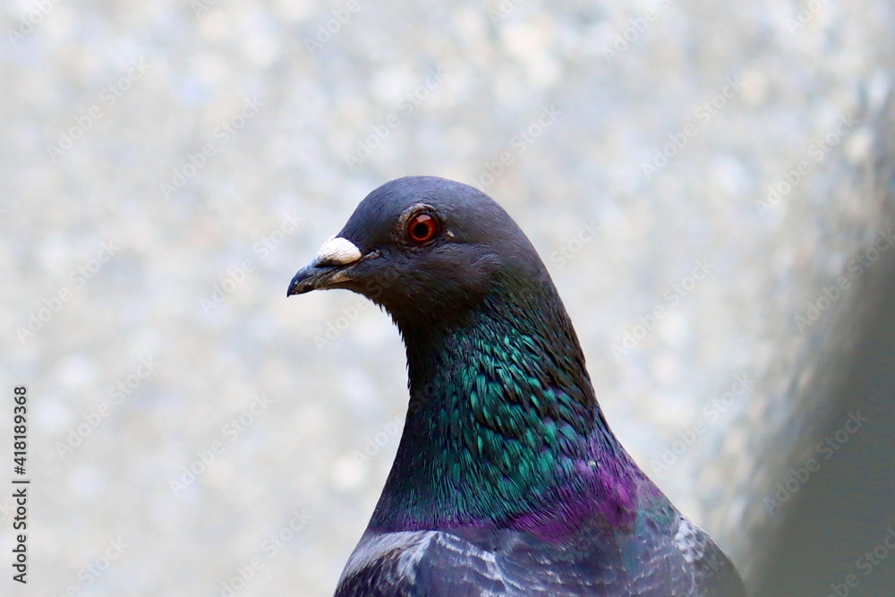 close up of a pigeon