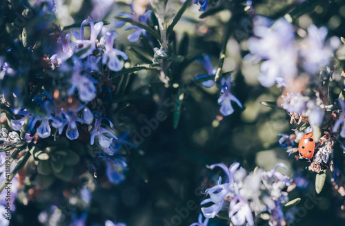 Abstract spring seasonal background with white flowers, natural easter floral image macro shot