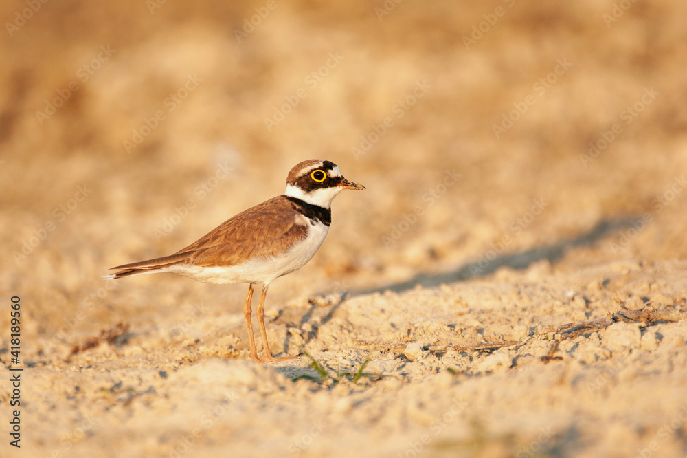 Little plover in the beautiful light. Charadrius dubius Little plover in the beautiful light. Charadrius dubius