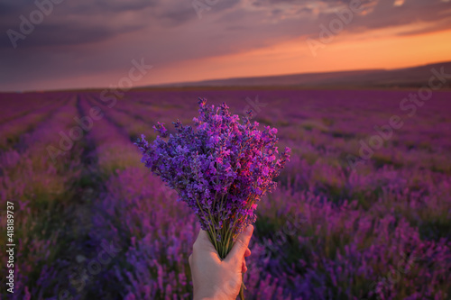 A bouquet of lavender in the hand of a girl on the background of a field of lavender. Stunning sunset in a blooming lavender field. Very beautiful evening landscape.