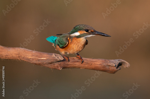 Common Kingfisher, Alcedo atthis, sitting on a branch © Tatiana