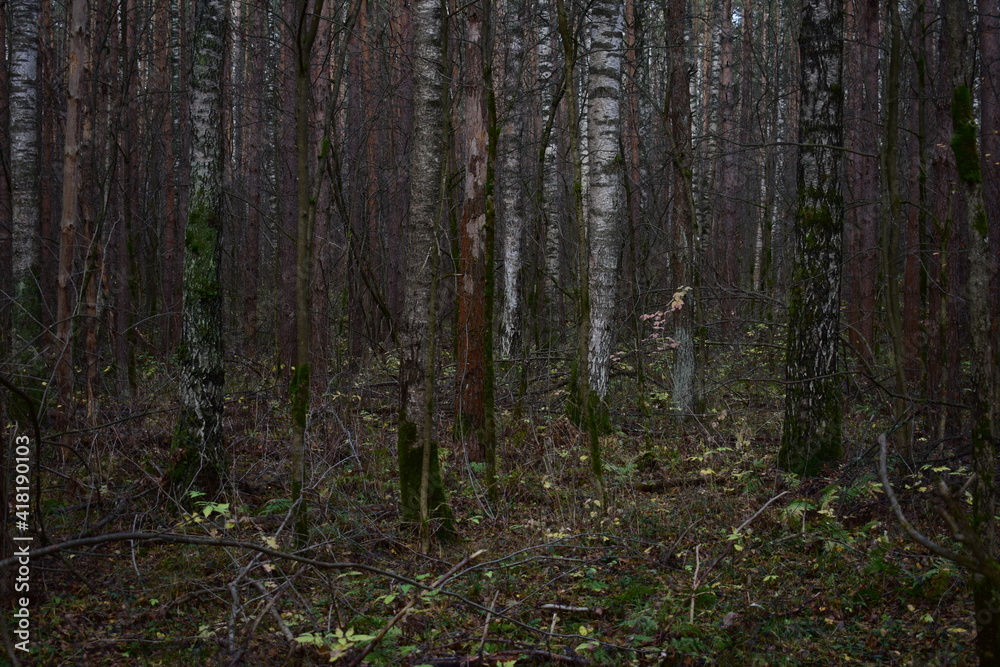 forest in autumn