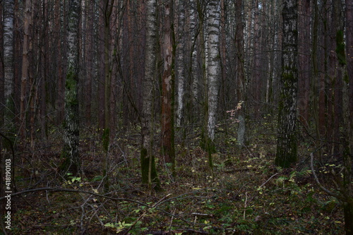 forest in autumn