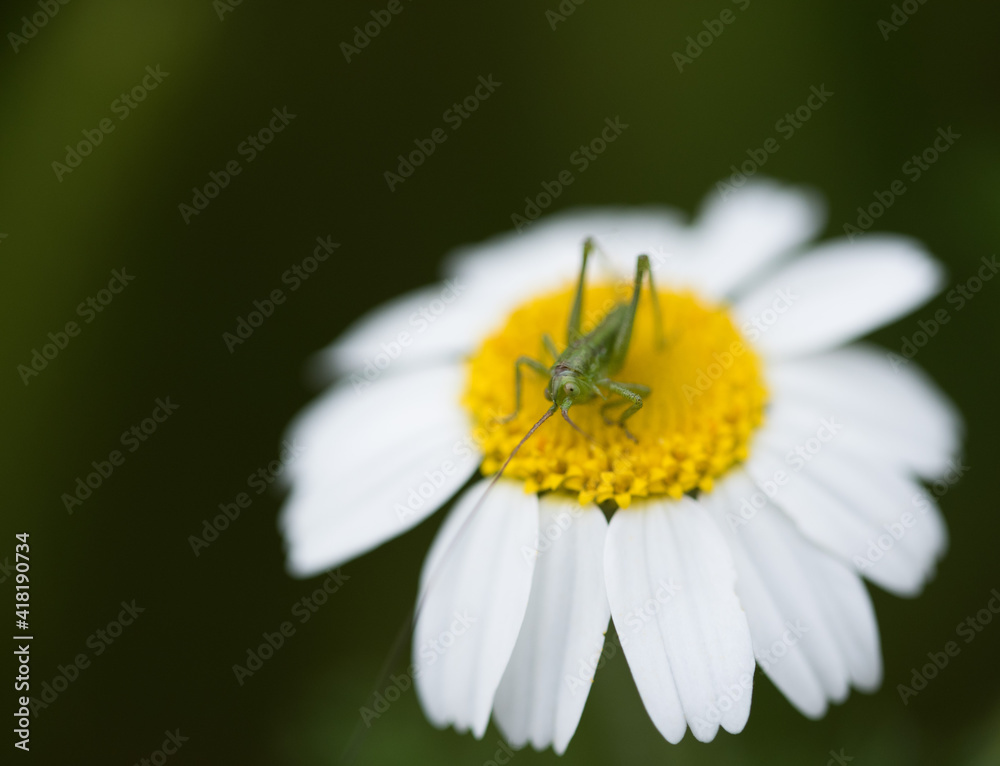 grasshopper up to Chamomile flower with macro shot grasshopper up to Chamomile flower with macro shot
