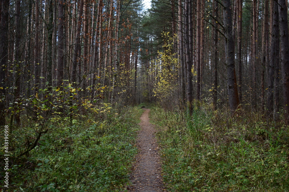 Fototapeta premium footpath in the woods