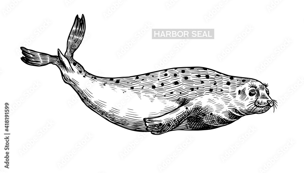 Harbor seal. Marine creatures, nautical animal or pinnipeds. Vintage