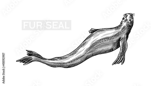 Fur seal. Marine creatures, nautical animal or pinnipeds. Vintage retro signs. Doodle style. Hand drawn engraved sketch