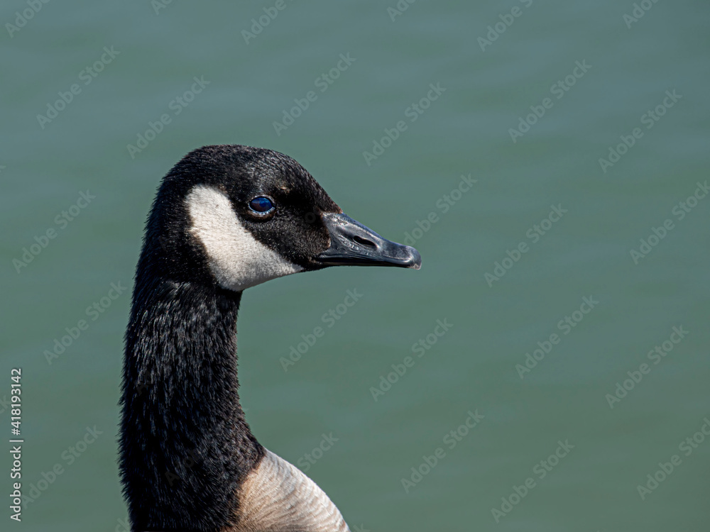 Obraz premium Canadian Goose Head
