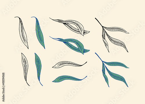 Fotografie Olive branch of trees