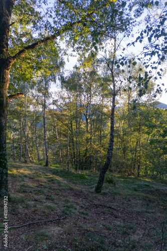 Fototapeta Naklejka Na Ścianę i Meble -  The forest of the Val Grande National Park, at dawn, near the town of Verbania, Italy - September 2020