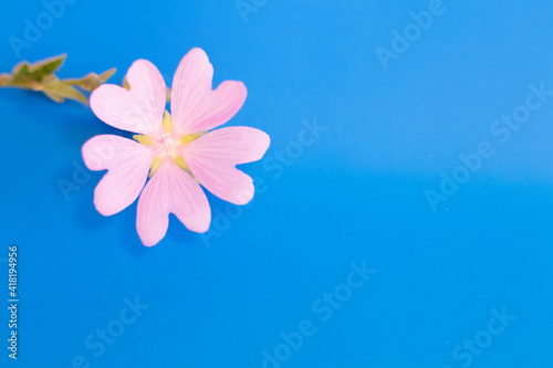 pink flower on blue background