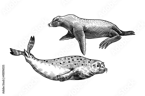 Sea lion and Harbor seal. Marine creatures, nautical animal. Fur seal or pinnipeds. Vintage retro signs. Doodle style. Hand drawn engraved sketch
