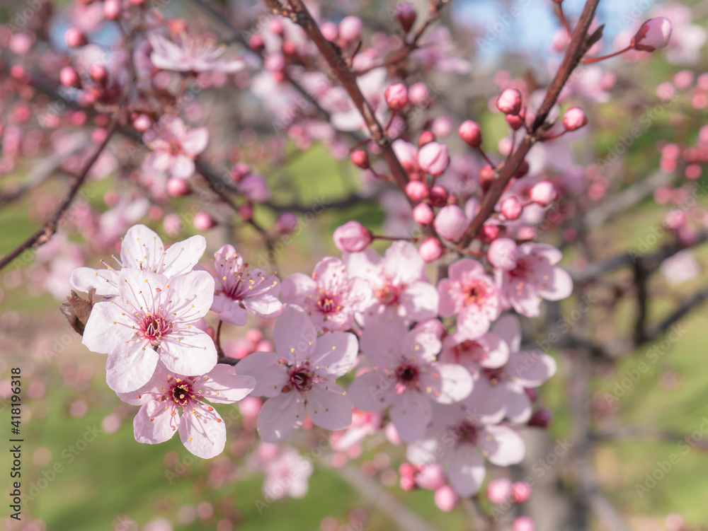 Pink flowers on the branches of an almond tree (Prunus dulcis) on a nice sunny day with a blue sky in the background