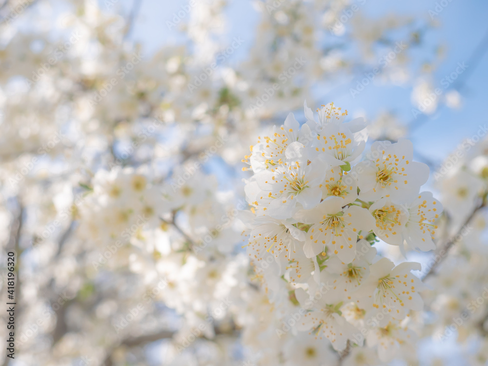 White flowers on the branches of a plum tree (Prunus domestica) on a nice sunny day with a blue sky in the background in early spring