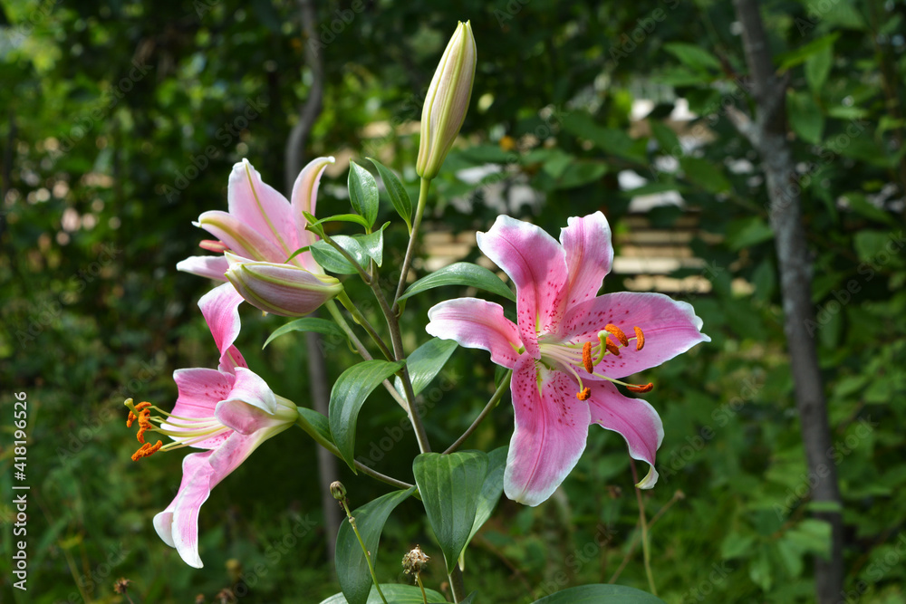 Beautiful blooming lily with pink flowers with white edges. Summer in rural garden. Beautiful blooming lily with pink flowers with white edges. Summer in rural garden.