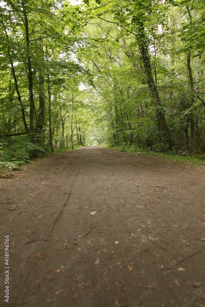 Obraz premium Waldweg 