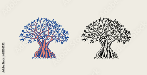 Olive branch of trees. Oil ingredient. Organic vegetarian product. Green plant, twigs and fruits. Engraved hand drawn in old vintage sketch. Vector illustration.