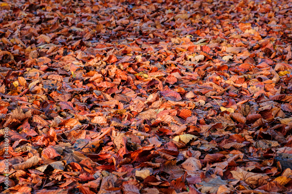 Background group autumn red leaves. 