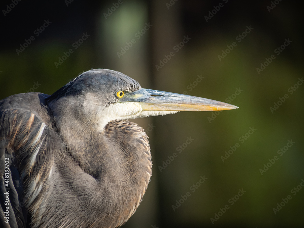 Beautiful portrait of a Great Blue Heron Beautiful portrait of a Great Blue Heron
