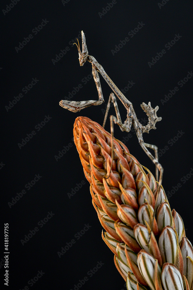 corn on the cob corn on the cob