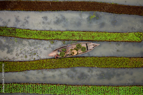 Aerial view of farmers doing the harvest with a canoe in a traditional floating vegetable garden in Banaripara, Barisal, Bangladesh. photo