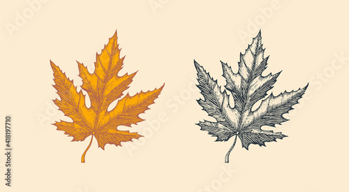 Autumn leaves or herb. Rustic decorative Maple plant. Vector illustration. Engraved hand drawn in vintage sketch. 