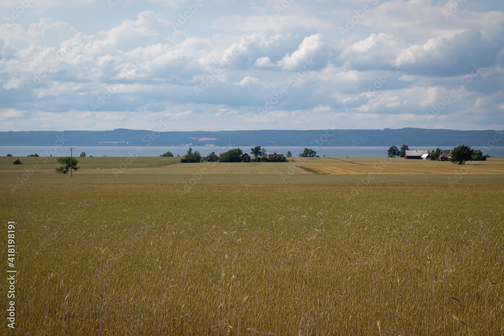 Swedish countryside crop field