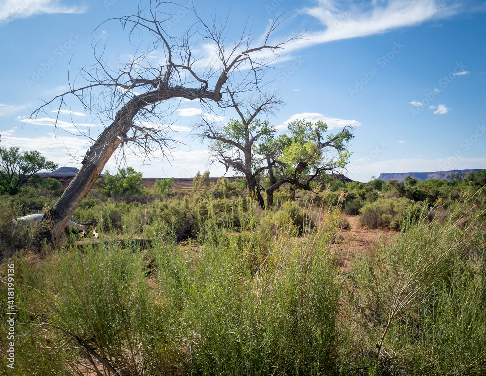 Rugged desert landscape in Canyonlands Utah