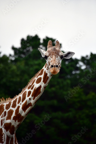 Baby Giraffe © John W. Ferguson