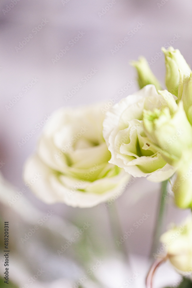 Lillianthus Lillianthus