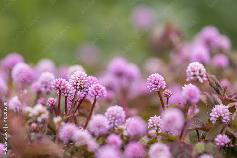 Many little pink flowers, persicaria capitata specie. Many little pink flowers, persicaria capitata specie.