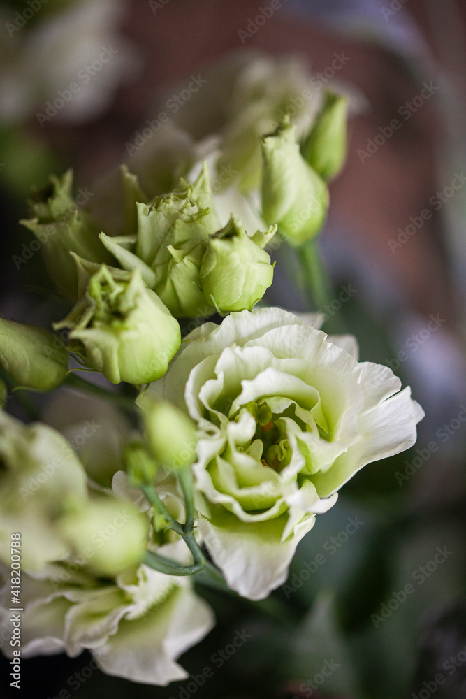 Fototapeta premium Lillianthus