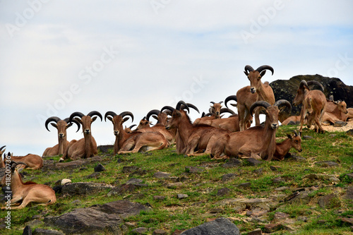 Mountain goats