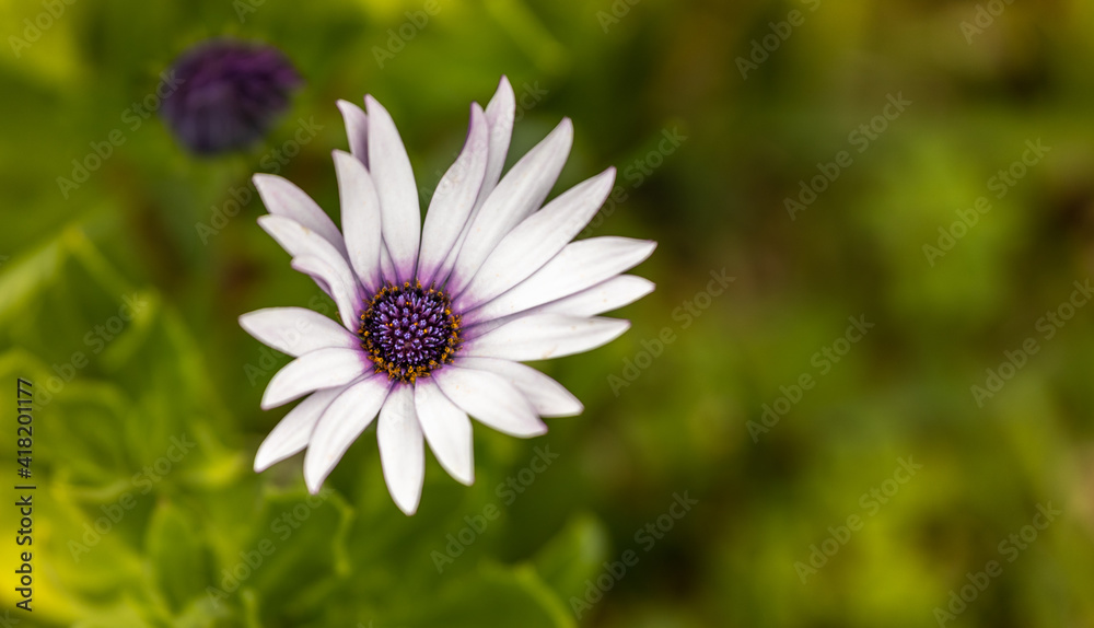 Isolated white and purple flower, margaret close up. Isolated white and purple flower, margaret close up.