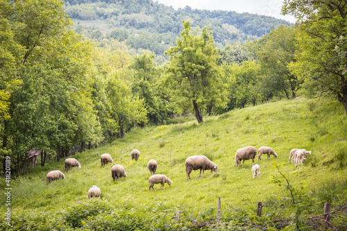 Sheep and lambs in the green pasture