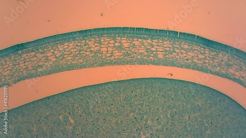 Microscope Pisum Seed Longitudinal Section x1200 photo