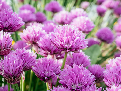 Wild Chives flowers. Latin name is Allium Schoenoprasum. Close-up beautiful purple flowers in spring garden on blurry green background. Selective focus with place for text. Nature concept for design
