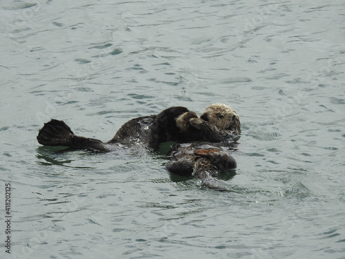 A young sea otter snuggling up with mama, while resting in a kelp bed in the pacific ocean, Morro Bay, California