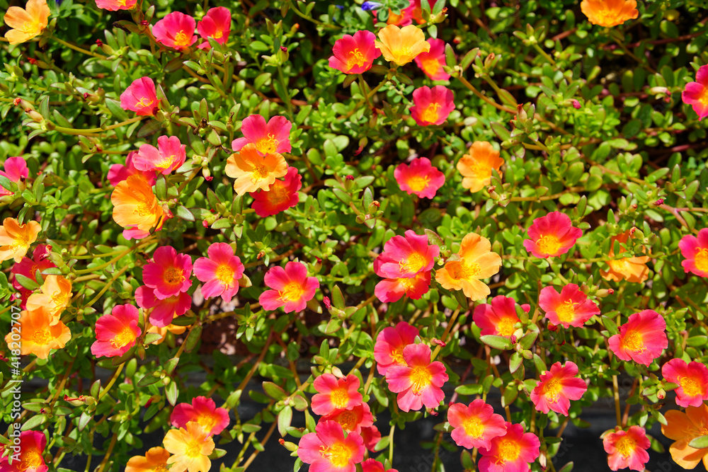 カラフルなマツバボタンの花 カラフルなマツバボタンの花