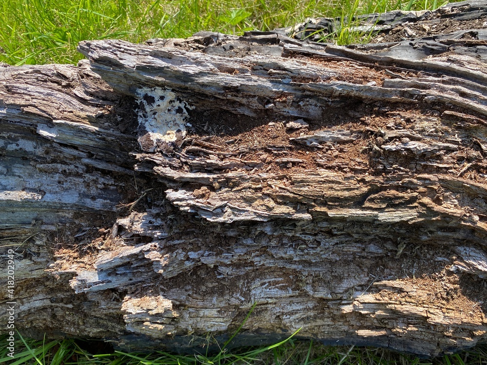 A rotting tree trunk, lying on the ground in, Calverley, Leeds, UK A rotting tree trunk, lying on the ground in, Calverley, Leeds, UK